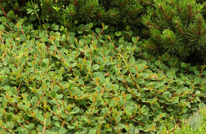 Cotoneaster dammeri 'Mooncreeper' ® - Kriechmispel 'Mooncreeper'