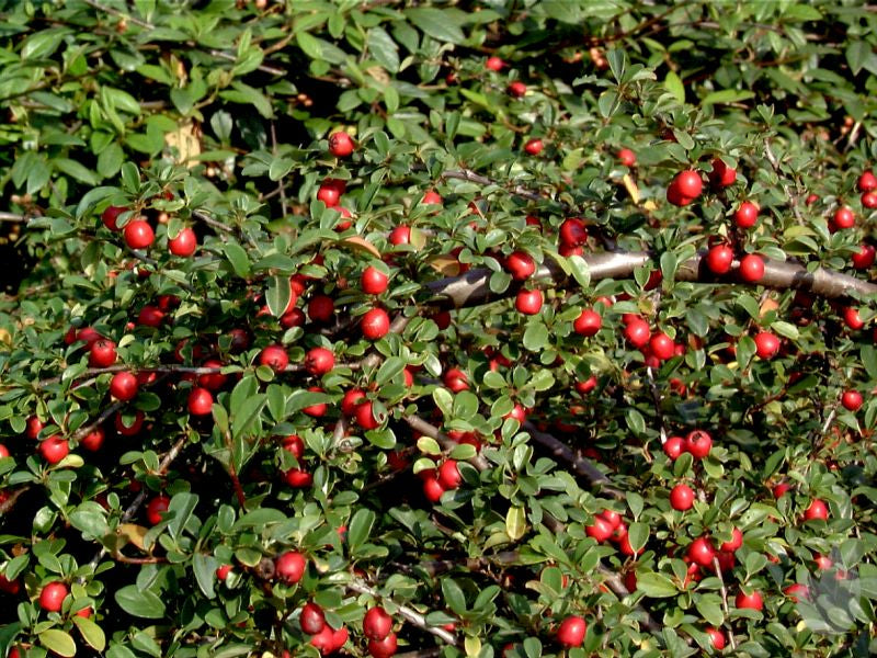 Cotoneaster dammeri radicans - Kriechmispel 'Radicans'