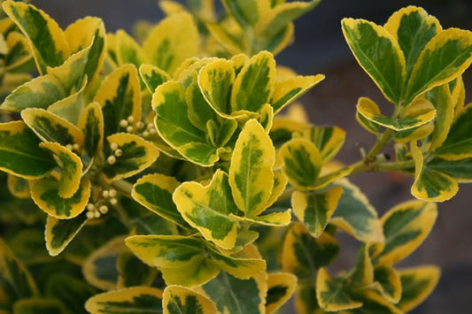 Euonymus fortunei 'Blondy' ® - Kriechspindel 'Blondy' ®
