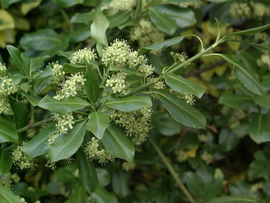 Euonymus fortunei 'Sarcoxie' - Kriechspindel 'Sarcoxie'