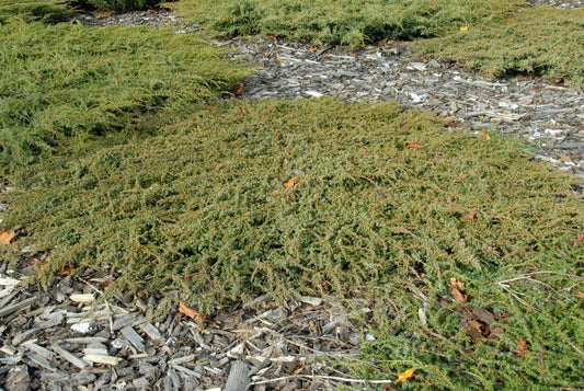 Juniperus com.'Green Carpet' - Kriechwacholder 'Green Carpet'