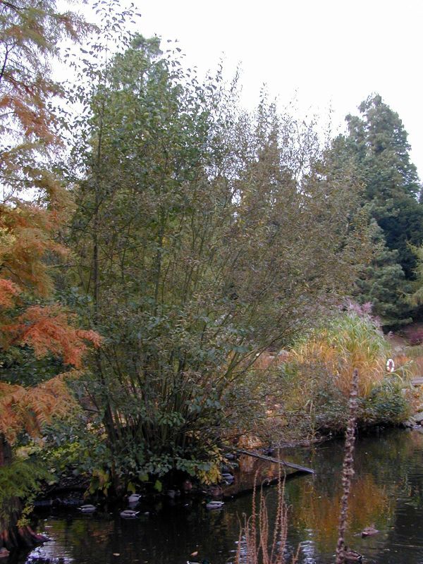 Salix smithiana - Küblerweide