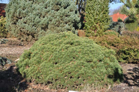 Pinus mugo 'Mini Mops' - Kugel-Kiefer 'Mini Mops'