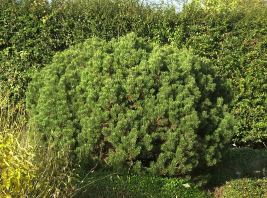 Pinus mugo 'Mops' - Kugel-Kiefer 'Mops'