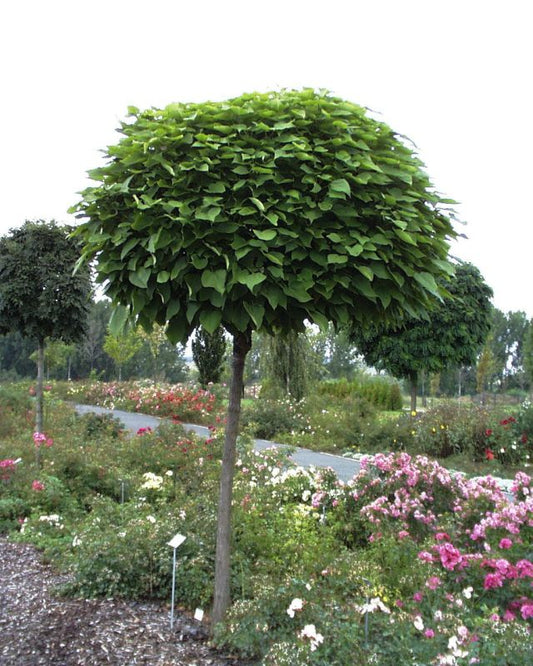 Catalpa bignonioides 'Nana' - Kugel-Trompetenbaum 'Nana'