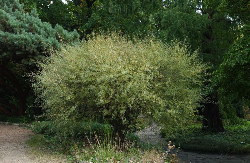 Salix purpurea 'Nana' - Kugelweide