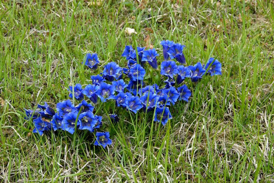 Gentiana acaulis - Kurzstängeliger Silikat-Enzian
