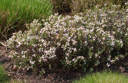 Andromeda polifolia 'Nikko' - Lavendelheide 'Nikko'