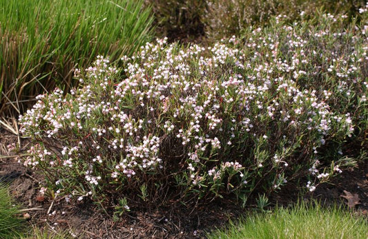 Andromeda polifolia 'Nikko' - Lavendelheide 'Nikko'