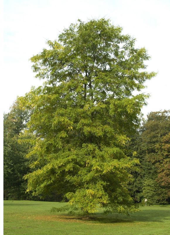 Gleditsia triacanthos - Lederhülsenbaum