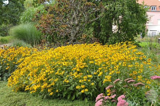 Rudbeckia fulgida sullivantii 'Goldsturm' - Leuchtender Garten-Sonnenhut