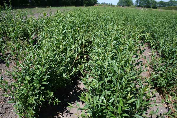 Ligustrum vulgare 'Glaucum' - Liguster 'Glaucum'