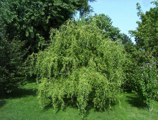 Salix 'Erythroflexuosa' - Lockenweide