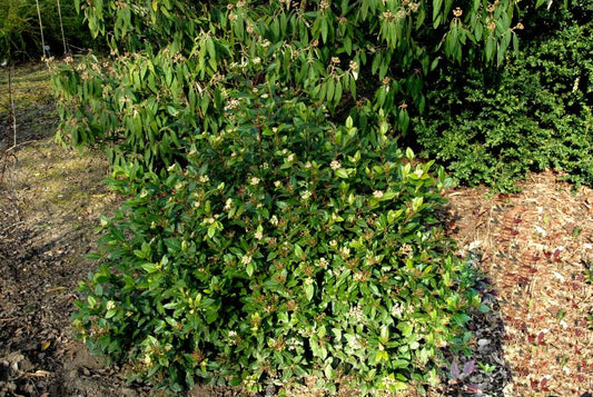 Viburnum tinus 'Gwenllian' - Lorbeer-Schneeball 'Gwenllian'