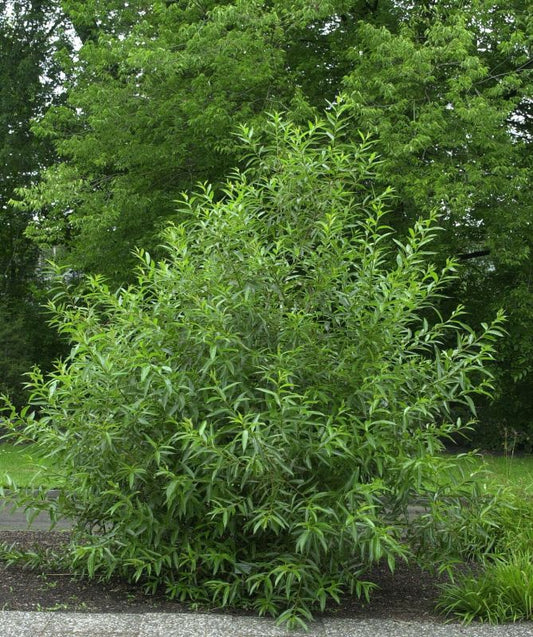 Salix pentandra - Lorbeerweide