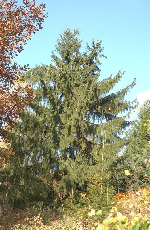 Picea breweriana - Mähnenfichte