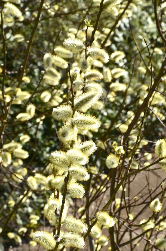Salix caprea 'Mas' - Männliche Salweide
