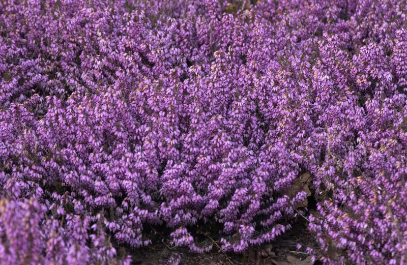 Erica carnea 'March Seedling' - Märzenheide 'March Seedling'