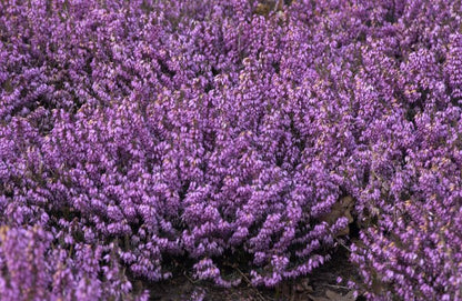 Erica carnea 'March Seedling' - Märzenheide 'March Seedling'