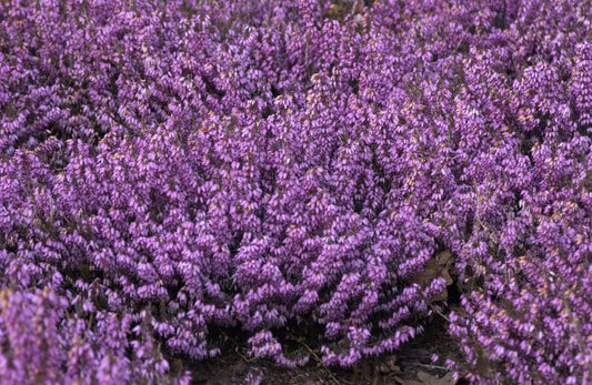 Erica carnea 'March Seedling' - Märzenheide 'March Seedling'