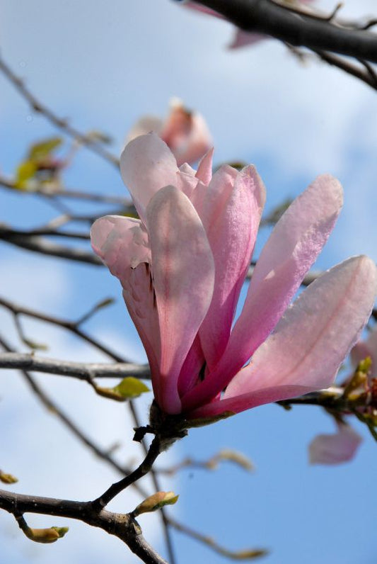 Magnolia 'Galaxy' - Magnolie 'Galaxy'
