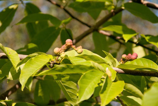 Magnolia biondii - Magnolie