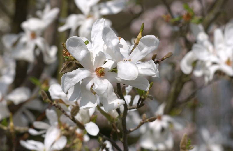 Magnolia loebneri 'Merrill' - Magnolie 'Merrill'
