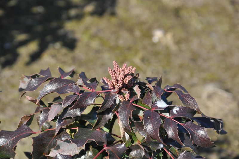 Mahonia aquifolium 'Smaragd' - Mahonie 'Smaragd'