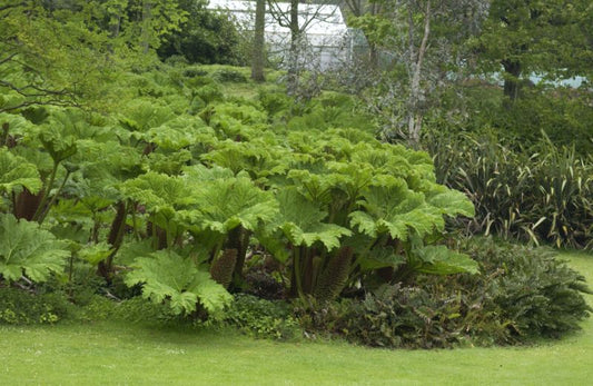Gunnera manicata - Mammutblatt