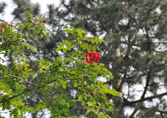 Rosa moyesii - Mandarin-Rose