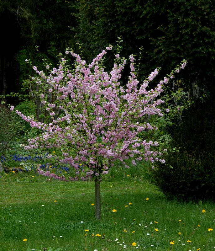 Prunus triloba CAC - Mandelbäumchen