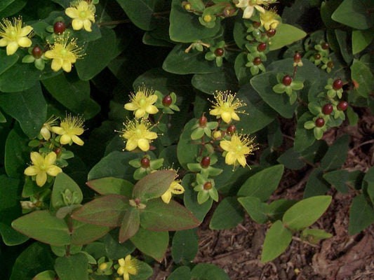 Hypericum androsaemum 'Excellent Flair' - Mannsblut 'Excellent Flair'