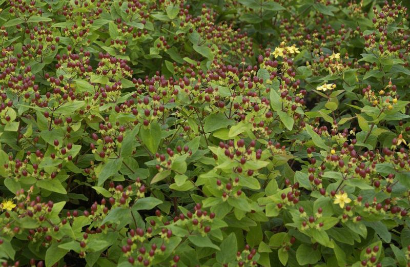 Hypericum androsaemum - Mannsblut,Johanniskraut