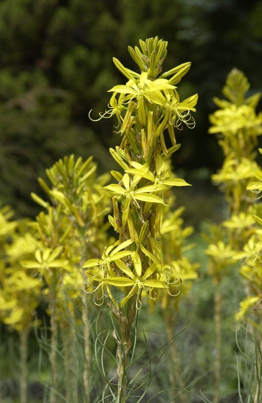 Asphodeline lutea - Mediterrane Junkerlilie