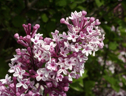 Syringa meyeri 'Josee' - Meyer's Flieder 'Josee'
