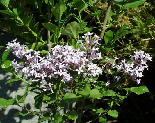 Syringa meyeri 'Palibin' - Meyer's Flieder 'Palibin'