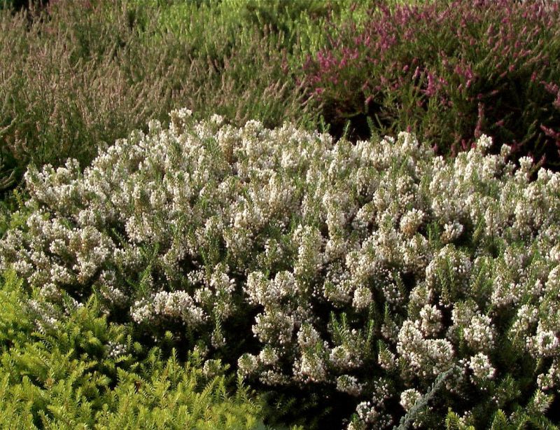 Erica vagans 'Lyonesse' - Mittsommerheide 'Lyonesse'