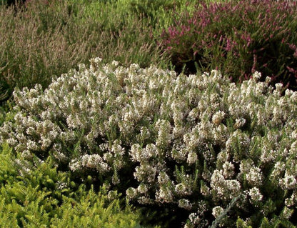 Erica vagans 'Lyonesse' - Mittsommerheide 'Lyonesse'