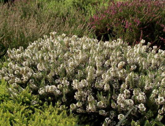 Erica vagans 'Lyonesse' - Mittsommerheide 'Lyonesse'