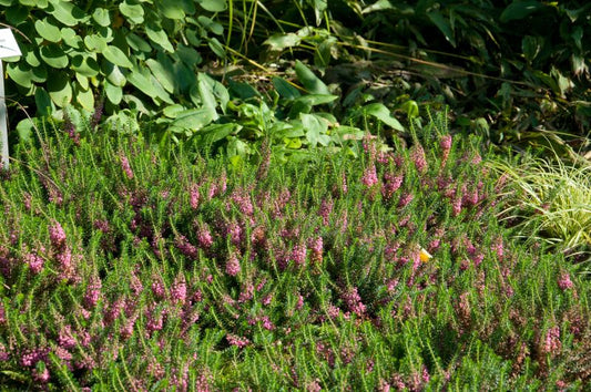 Erica vagans 'Mrs.D.F.Maxwell' - Mittsommerheide 'Mrs.D.F.Maxwell'