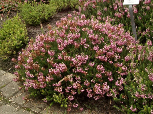 Erica vagans 'St.Keverne' - Mittsommerheide 'St.Keverne'