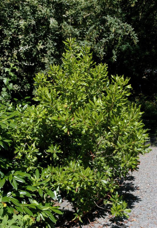Myrica gale - Moor-Gagelstrauch