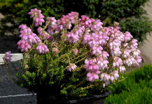 Erica tetralix 'Tina' - Moorheide 'Tina'