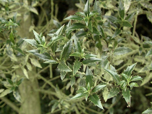 Ilex aquifolium 'Myrtifolia' - Myrtenblättr.Hülse