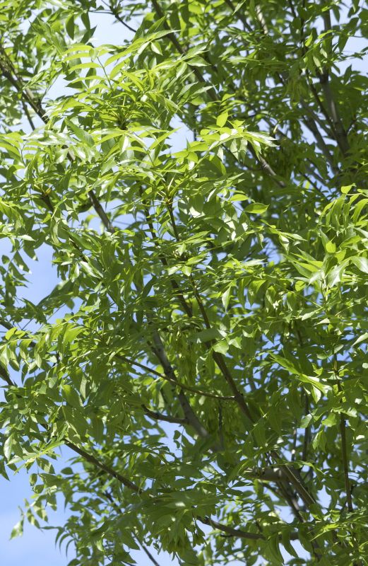 Fraxinus exc.'Westhof's Glorie' - Nichtfruchtende Straßenesche 'Westhof's Glorie'