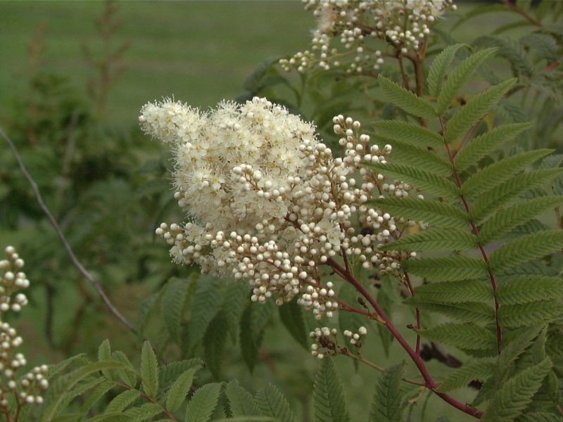 Sorbaria sorbifolia - Niedrige Fiederspiere