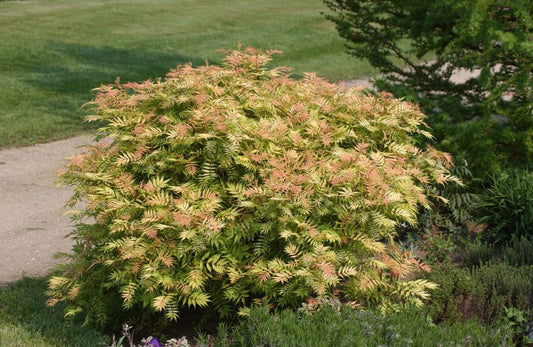 Sorbaria sorbifolia 'Sem' -S- - Niedrige Fiederspiere 'Sem'