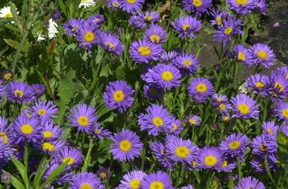 Aster alpinus 'Dunkle Schöne' - Niedrige Garten-Aster Dunkle Schöne