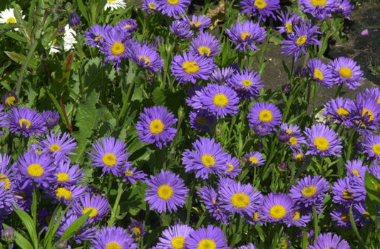 Aster alpinus 'Dunkle Schöne' - Niedrige Garten-Aster Dunkle Schöne