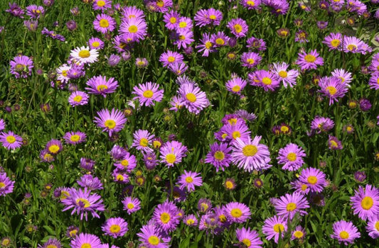 Aster alpinus 'Happy End' - Niedrige Garten-Aster Happy End
